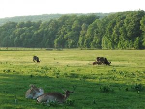 Landschaftsansicht des Lainzer Tiergarten