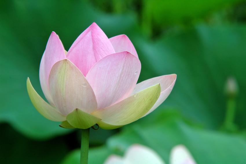 Close Up einer sich öffnenden Lotusblüte